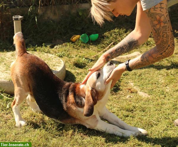 Bild 4: Samu, der lebensfreudige Beagle Rüde, ca. 7.5-jährig