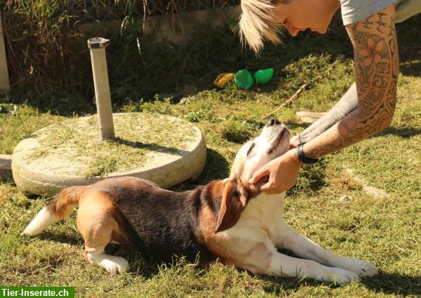 Bild 5: Samu, der lebensfreudige Beagle Rüde, ca. 7.5-jährig