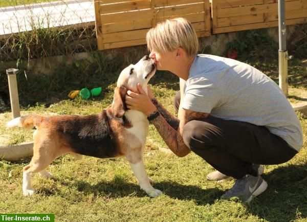 Bild 6: Samu, der lebensfreudige Beagle Rüde, ca. 7.5-jährig