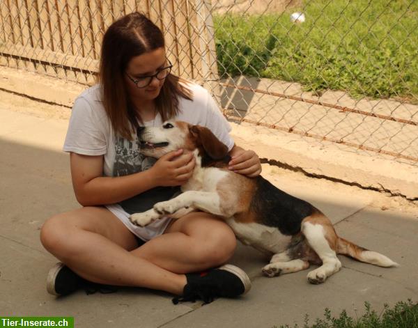 Bild 8: Samu, der lebensfreudige Beagle Rüde, ca. 7.5-jährig