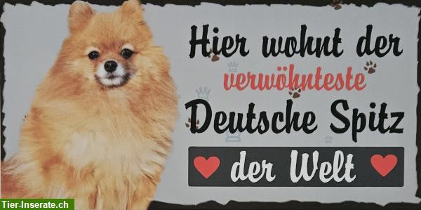 Hunde Holzschild, Deutscher Spitz