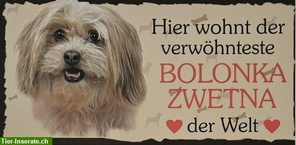 Hunde Holzschild Bolonka Zwetna