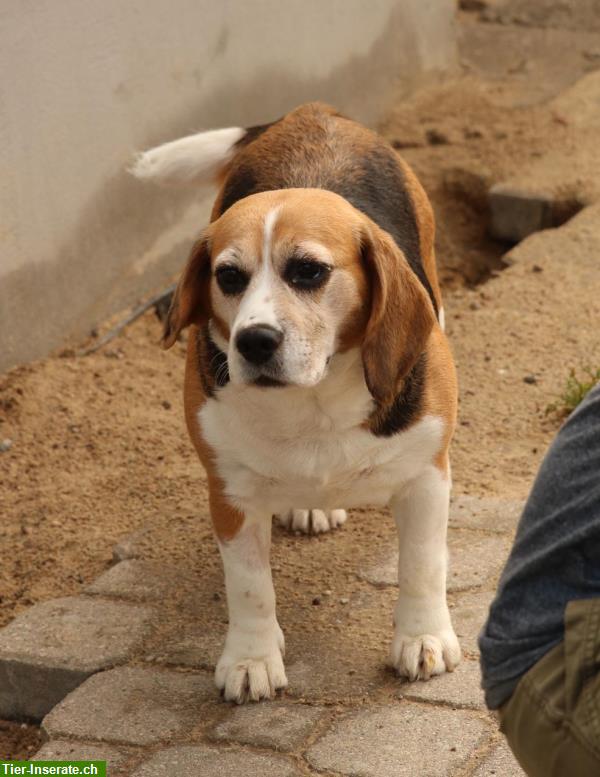 Bild 1: Mendy, charmante Beagle Hündin mit grossem Herzen, ca. 8-jährig