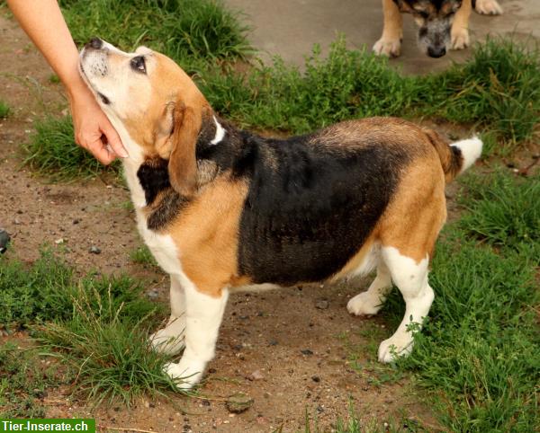 Bild 2: Mendy, charmante Beagle Hündin mit grossem Herzen, ca. 8-jährig