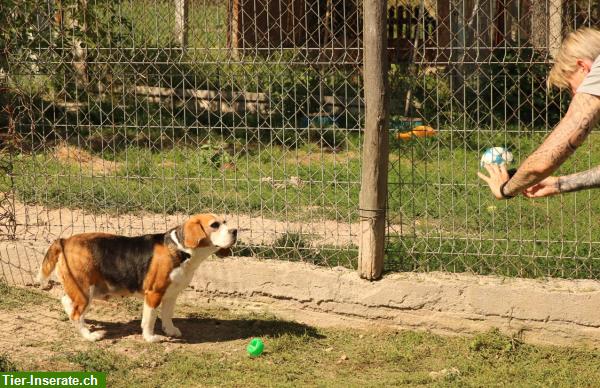 Bild 6: Mendy, charmante Beagle Hündin mit grossem Herzen, ca. 8.5-jährig