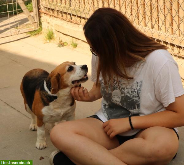 Bild 7: Mendy, charmante Beagle Hündin mit grossem Herzen, ca. 8.5-jährig