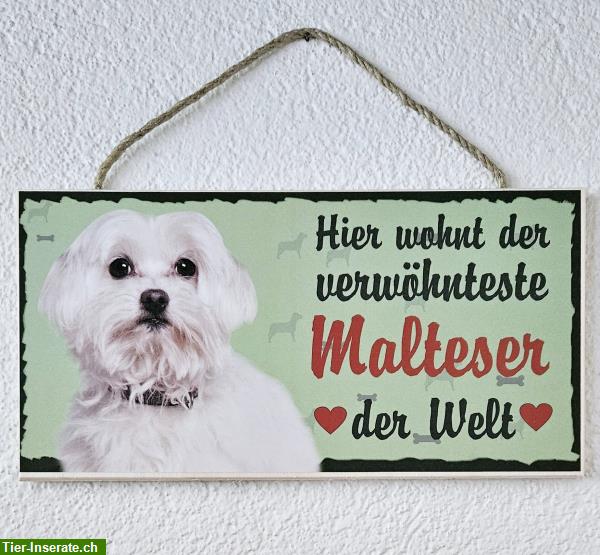 Bild 3: Hunde Holzschild Malteser mit Kordel zum Aufhängen