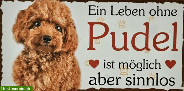 Hunde Holzschild Pudel mit Kordel zum Aufhängen