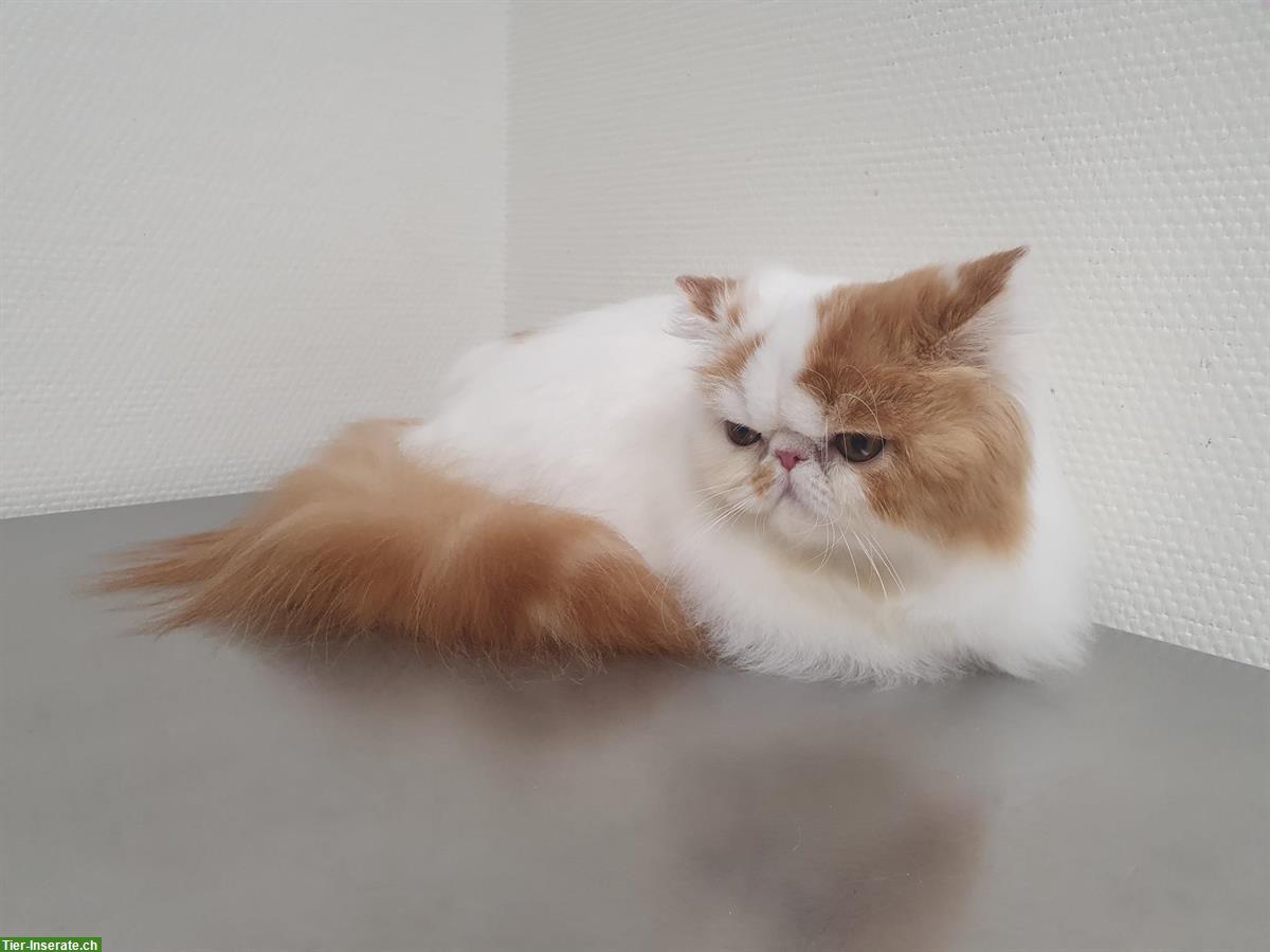 Bild 2: Junge Exotic Shorthair Kater, Kurzhaar-Perser und 1 Perser Mädchen