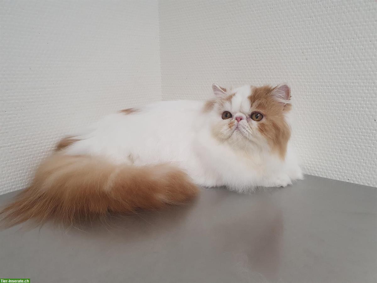 Bild 3: Junge Exotic Shorthair Kater, Kurzhaar-Perser und 1 Perser Mädchen