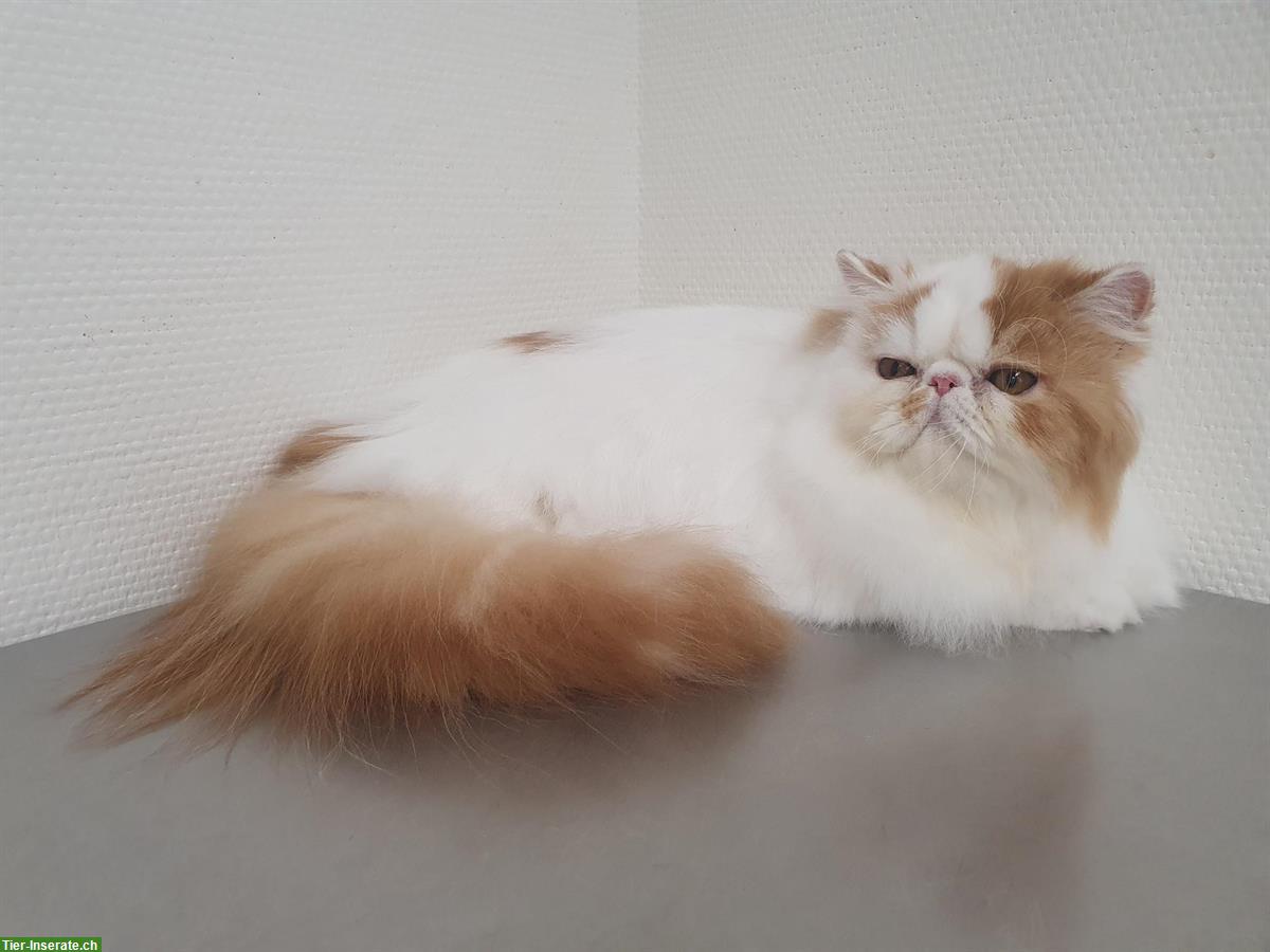 Bild 5: Junge Exotic Shorthair Kater, Kurzhaar-Perser und 1 Perser Mädchen