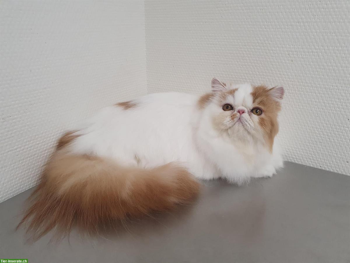 Bild 6: Junge Exotic Shorthair Kater, Kurzhaar-Perser und 1 Perser Mädchen