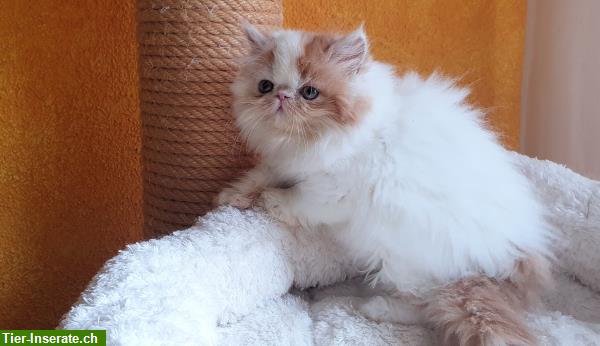 Bild 8: Junge Exotic Shorthair Kater, Kurzhaar-Perser und 1 Perser Mädchen