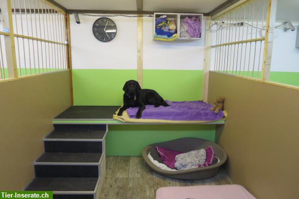 Bild 4: Tane's Petsitting - der Hundehort in Thörishaus BE