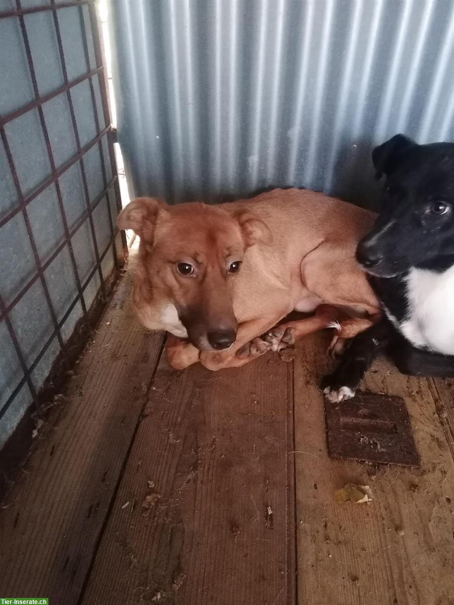 Marley, Labrador Mischlingsrüde im Canile Lager