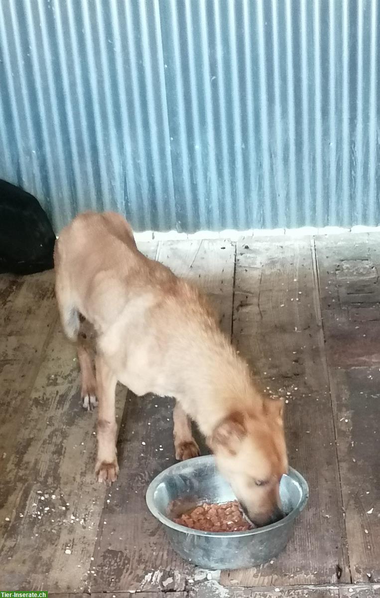 Bild 8: Marley, Labrador Mischlingsrüde im Canile Lager