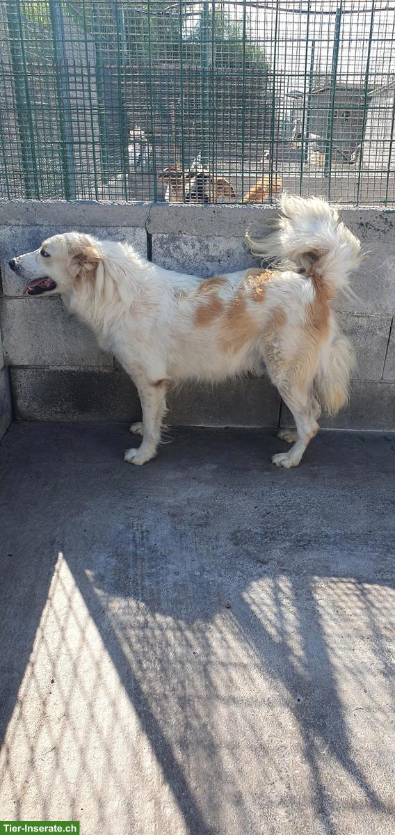 Bild 8: Kastrierter Mischlingsrüde im Canile Lager