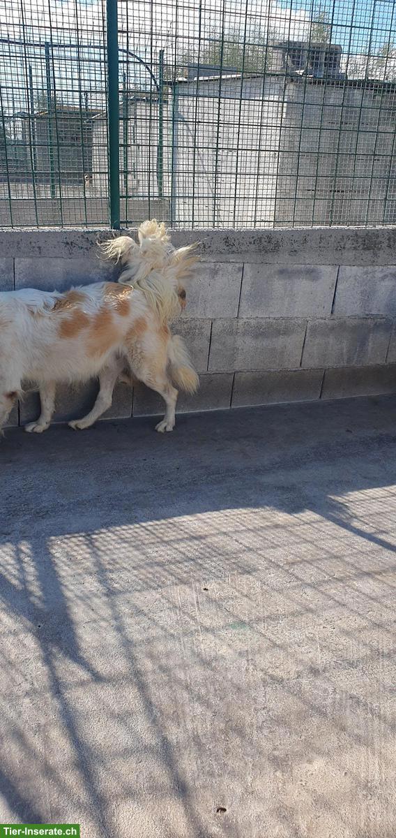 Bild 9: Kastrierter Mischlingsrüde im Canile Lager