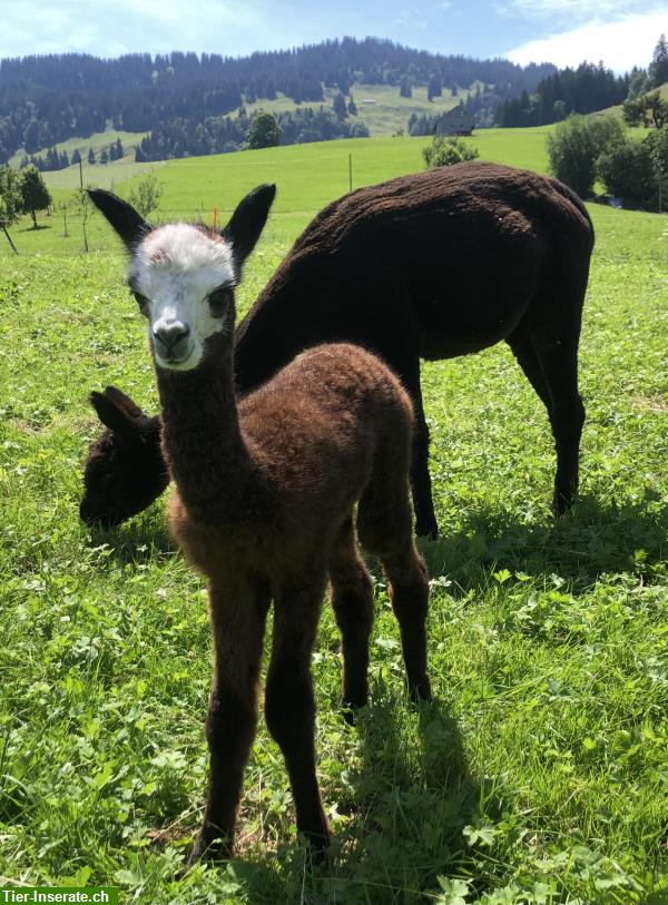 Bild 4: Alpaka Jungtiere, tragende Stuten oder tragende Stuten mit Fohlen bei Fuss