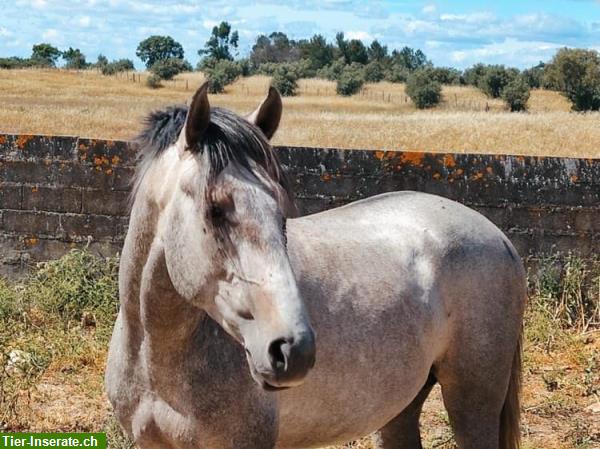 Bild 2: 4-jähriger Lusitano reinrassig sucht für-immer-Zuhause