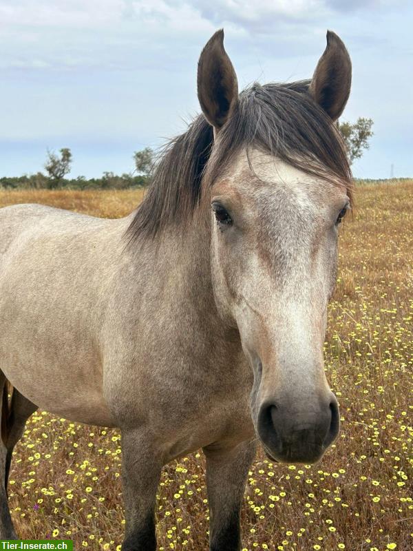 Bild 3: 4-jähriger Lusitano reinrassig sucht für-immer-Zuhause