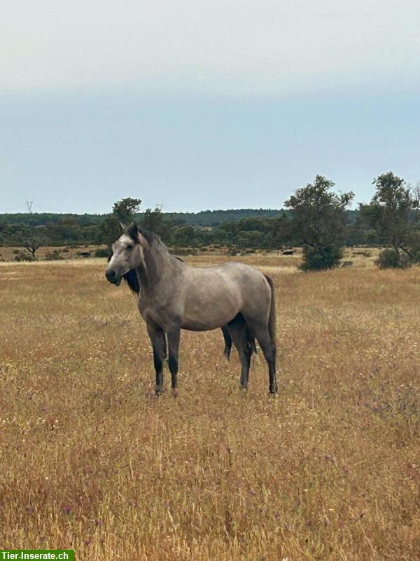 Bild 4: 4-jähriger Lusitano reinrassig sucht für-immer-Zuhause