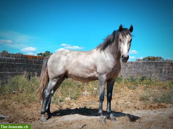 Bild 5: 4-jähriger Lusitano reinrassig sucht für-immer-Zuhause