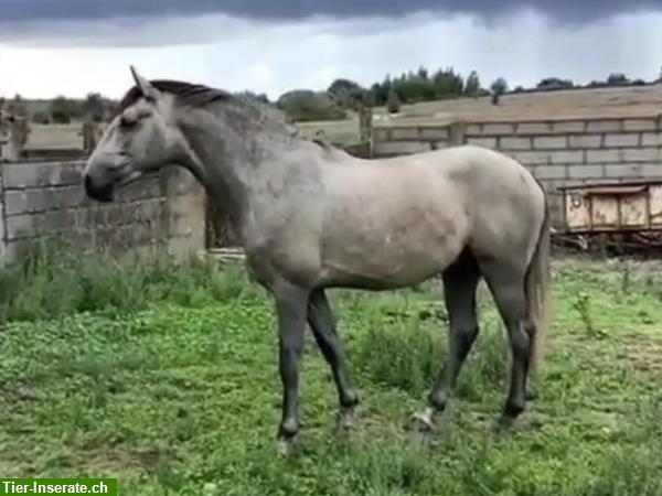 Bild 6: 4-jähriger Lusitano reinrassig sucht für-immer-Zuhause