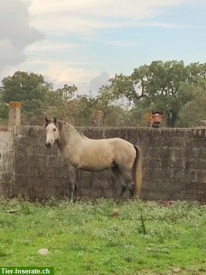 Bild 7: 4-jähriger Lusitano reinrassig sucht für-immer-Zuhause