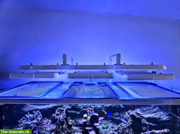 Bild 5: Meerwasseraquarium komplett mit Korallen, Fische, Technik + Licht