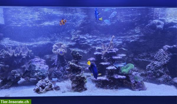 Bild 7: Meerwasseraquarium komplett mit Korallen, Fische, Technik + Licht