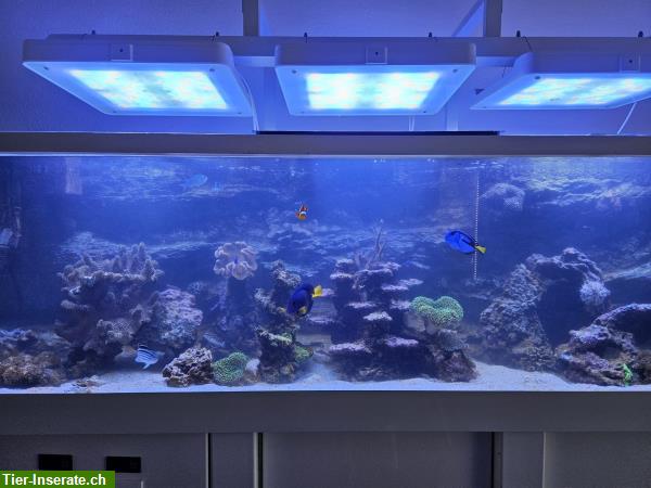 Bild 8: Meerwasseraquarium komplett mit Korallen, Fische, Technik + Licht