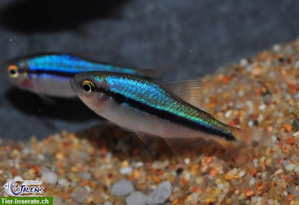 Regenbogensalmler / Hyphessobrycon melanostichos Nachzuchten