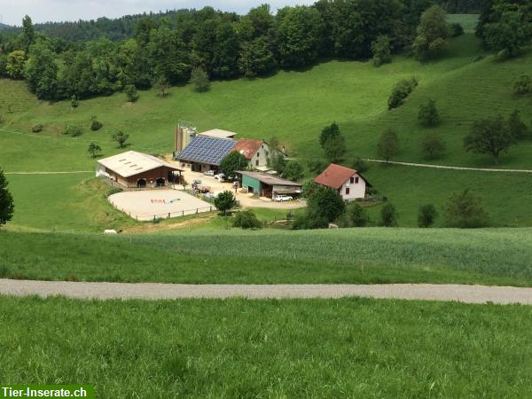 3 Pferdeboxen mit Auslauf im Baselland