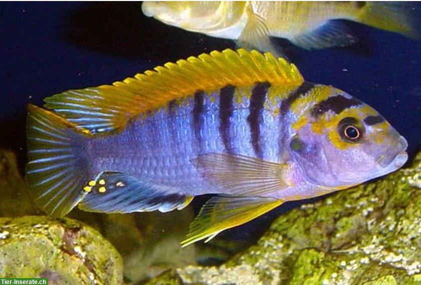 Labidochromis Hongi red top abzugeben