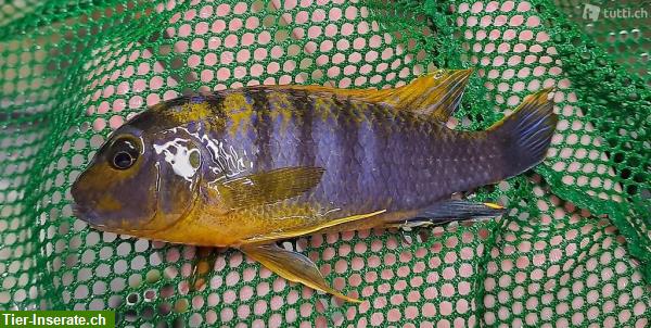 Bild 2: Junge Labidochromis Hongi red top abzugeben