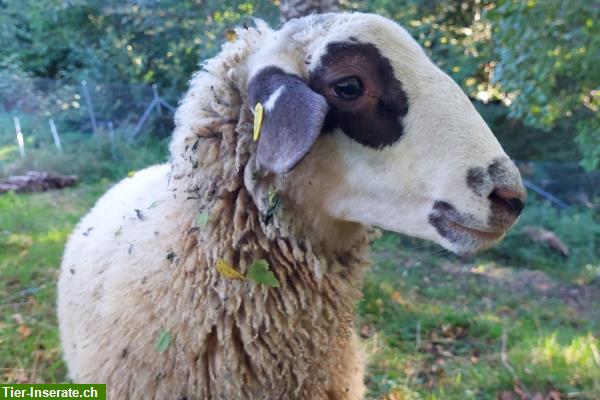 Bild 2: Spiegelschaf Bock zur Vermietung