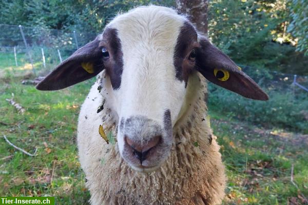 Bild 3: Spiegelschaf Bock zur Vermietung