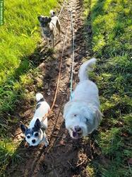 HundeHerz: Dogwalking / Hundespazierdienst / Gassiservice / Hundebetreuung