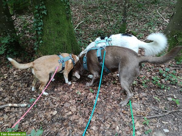 Bild 10: HundeHerz: Dogwalking / Hundespazierdienst / Gassiservice / Hundebetreuung