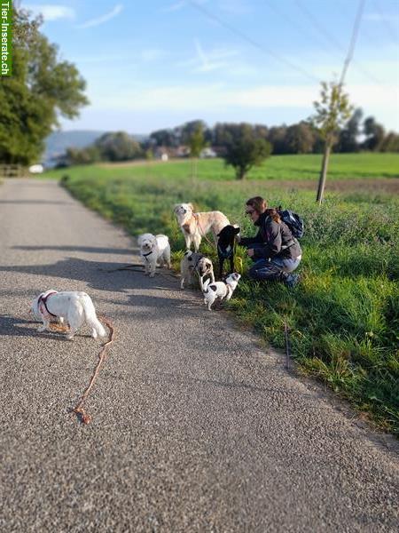 Bild 2: HundeHerz: Dogwalking / Hundespazierdienst / Gassiservice / Hundebetreuung