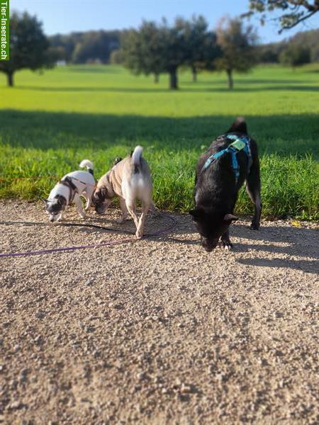 Bild 4: HundeHerz: Dogwalking / Hundespazierdienst / Gassiservice / Hundebetreuung