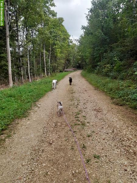 Bild 6: HundeHerz: Dogwalking / Hundespazierdienst / Gassiservice / Hundebetreuung