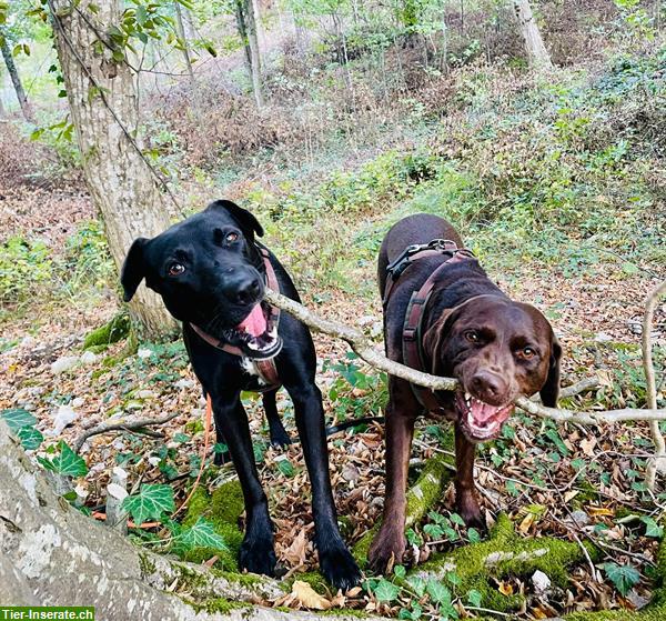 Bild 9: HundeHerz: Dogwalking / Hundespazierdienst / Gassiservice / Hundebetreuung