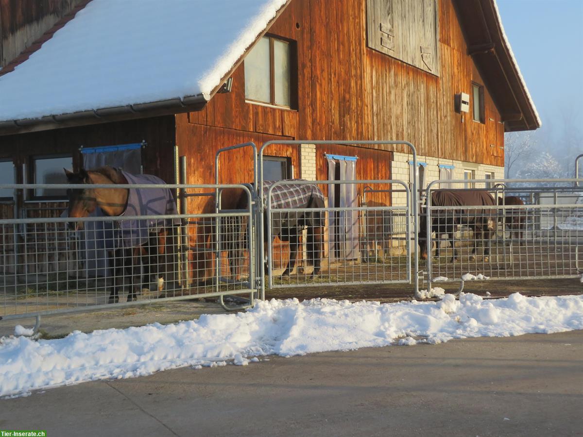 Auslaufbox zu vermieten in Pferdepension in Ruswil LU