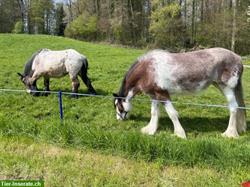 Reitbeteiligung auf junger Shire x Clydesdale-Stute in Sins AG