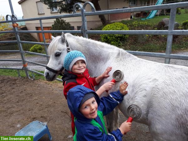 Bild 2: Reitbeteiligung auf junger Shire x Clydesdale-Stute in Sins AG