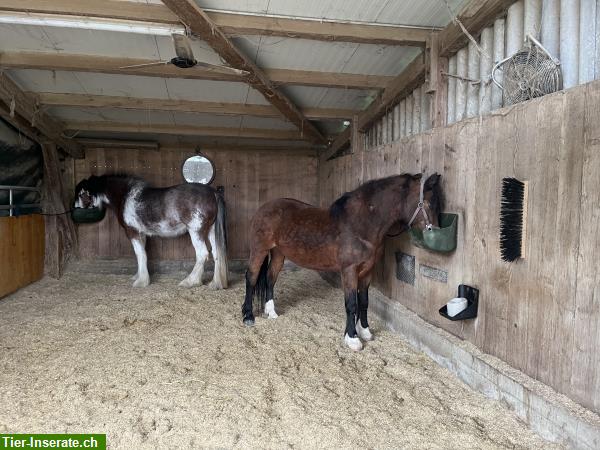 Bild 3: Reitbeteiligung auf junger Shire x Clydesdale-Stute in Sins AG