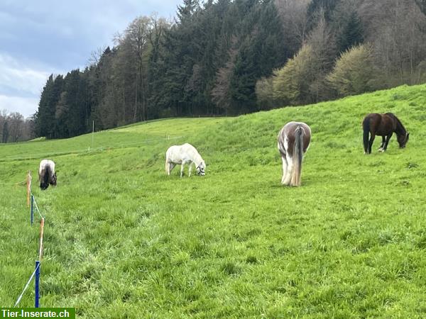 Bild 4: Reitbeteiligung auf junger Shire x Clydesdale-Stute in Sins AG