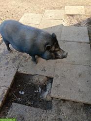 2 Minischweine Eber suchen ein Zuhause